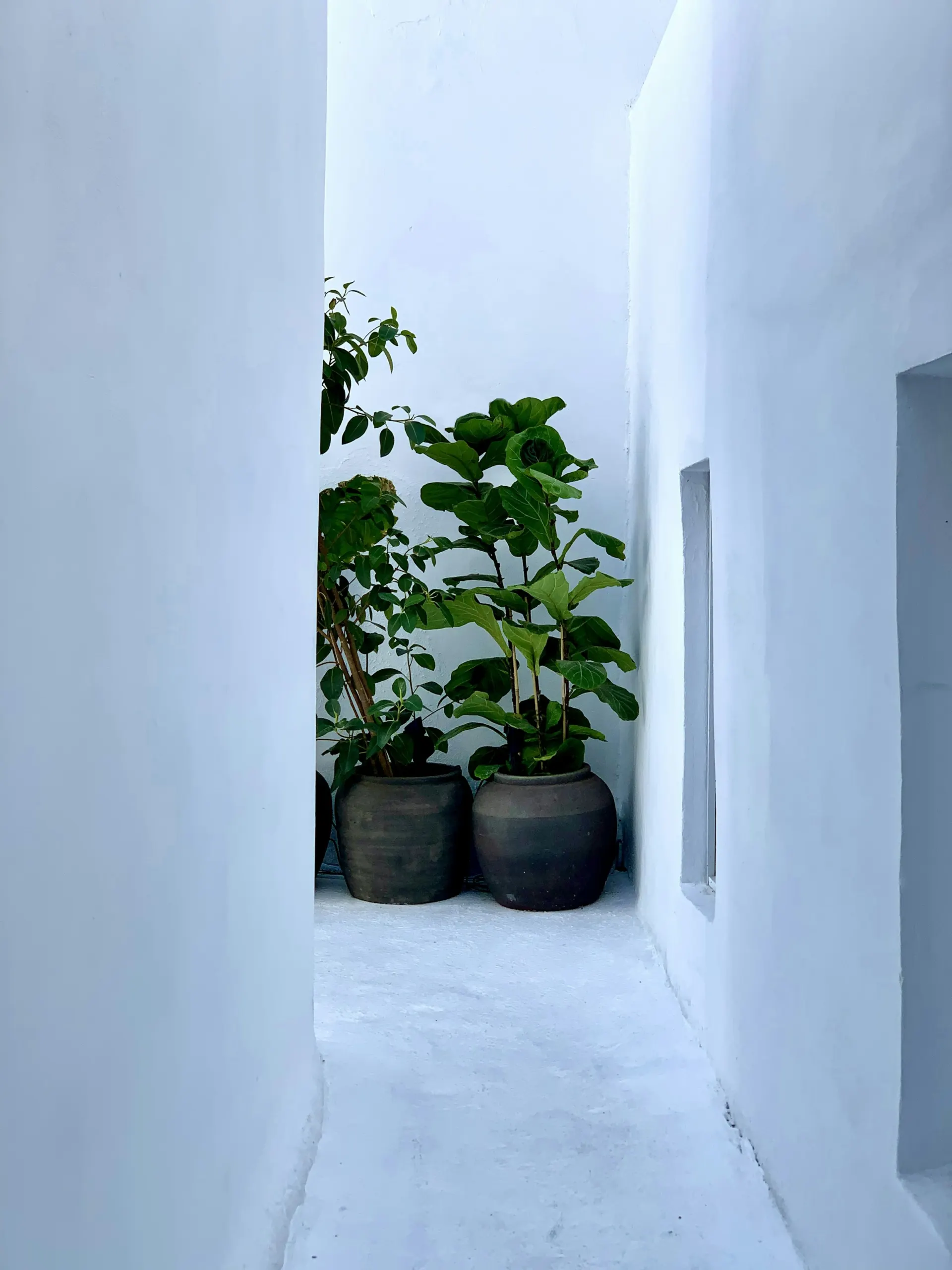 Narrow whitewashed passage with potted plants